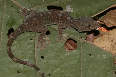 Nuevas especies del planeta, muy interesante !!