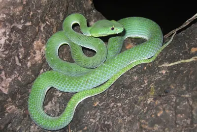 animales raros