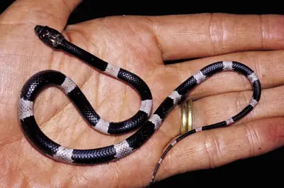 animales exoticos