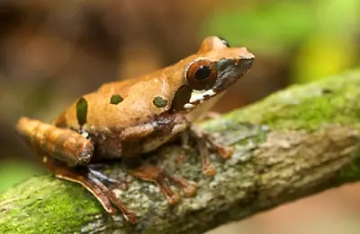 Nuevas especies del planeta, muy interesante !!
