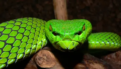 Nuevas especies del planeta, muy interesante !!