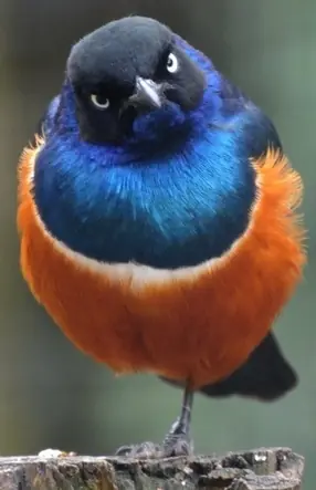 nicolas
