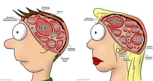 Diferencias: Hombres y Mujeres (info y algo de humor)