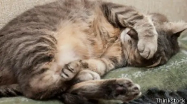 ¿Con qué sueñan los animales?