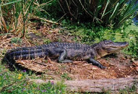 Top 10 de los reptiles mas peligrosos del mundo