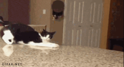Gifs