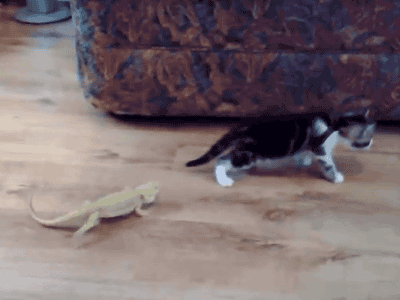 27 gatos arrepentidos