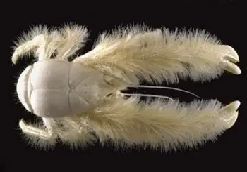 animales exoticos