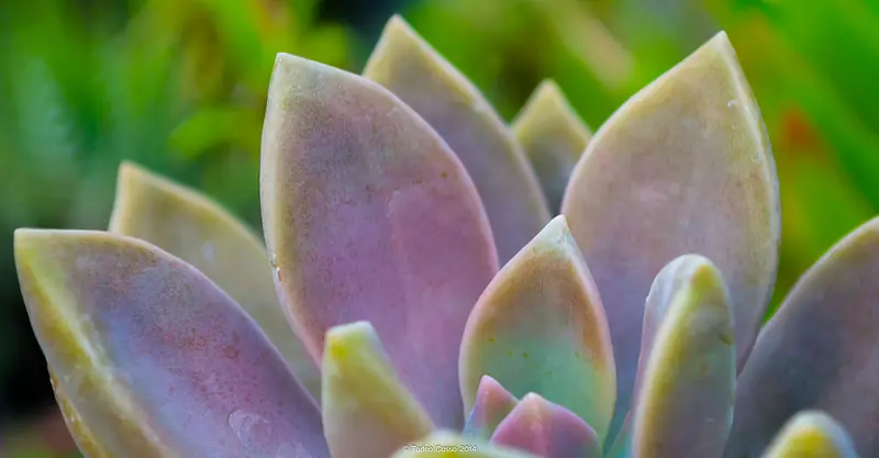 Mis fotografias: Plantas