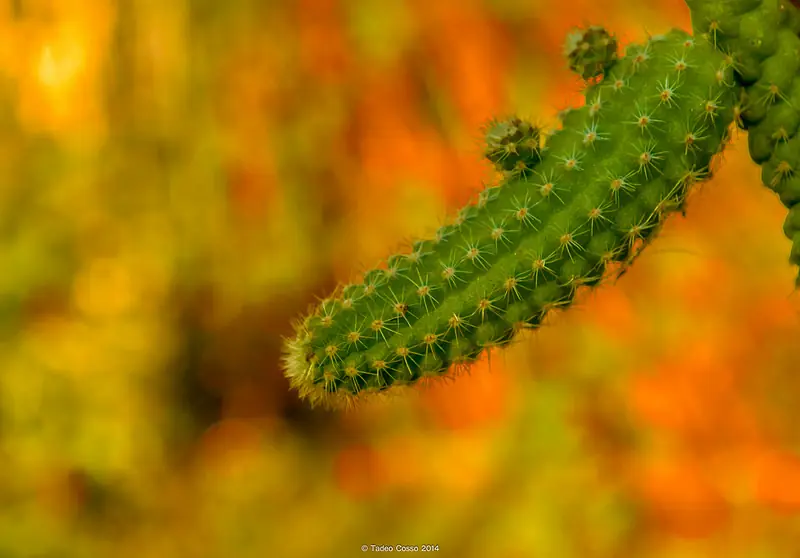 Mis fotografias: Plantas