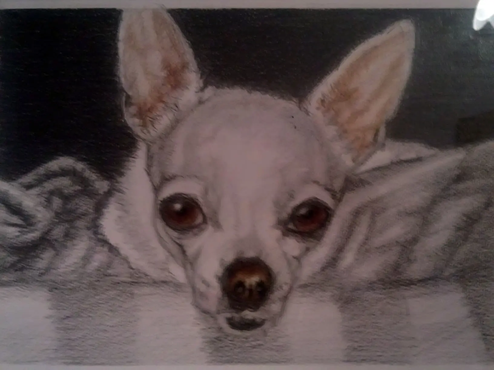 perro