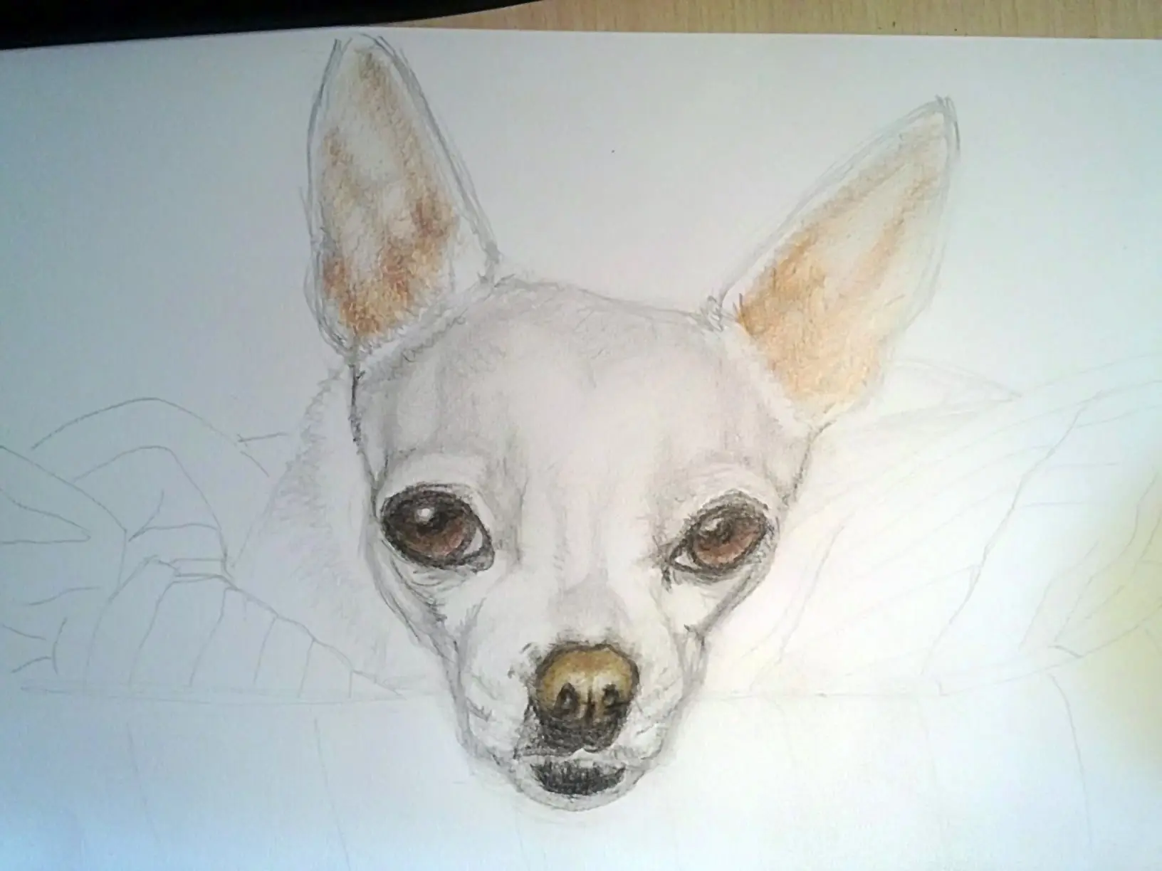 chihuahua