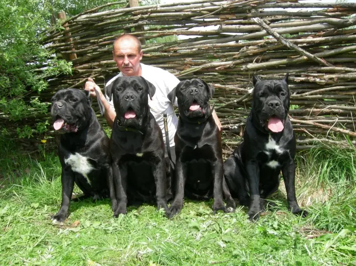 comprar