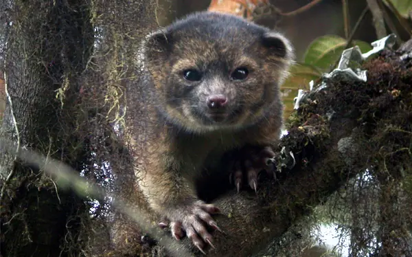 Olinguito, primer carnívoro descubierto en América en 35