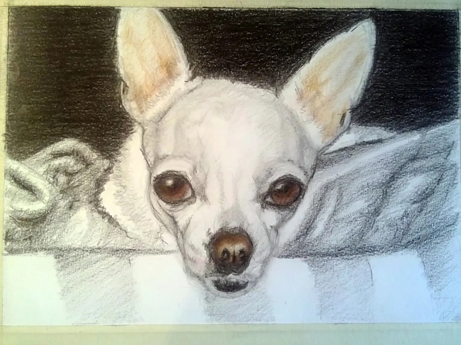 chihuahua