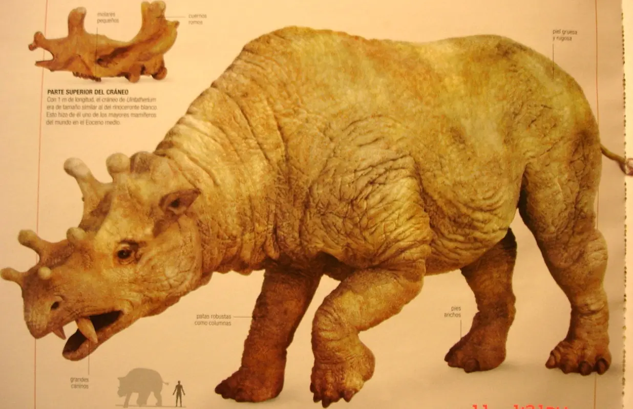 gliptodonte