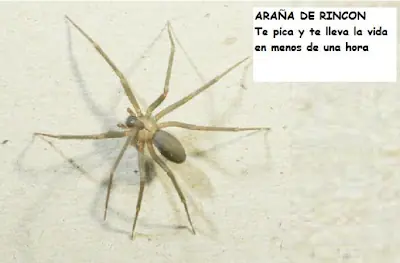 Arañas mortales