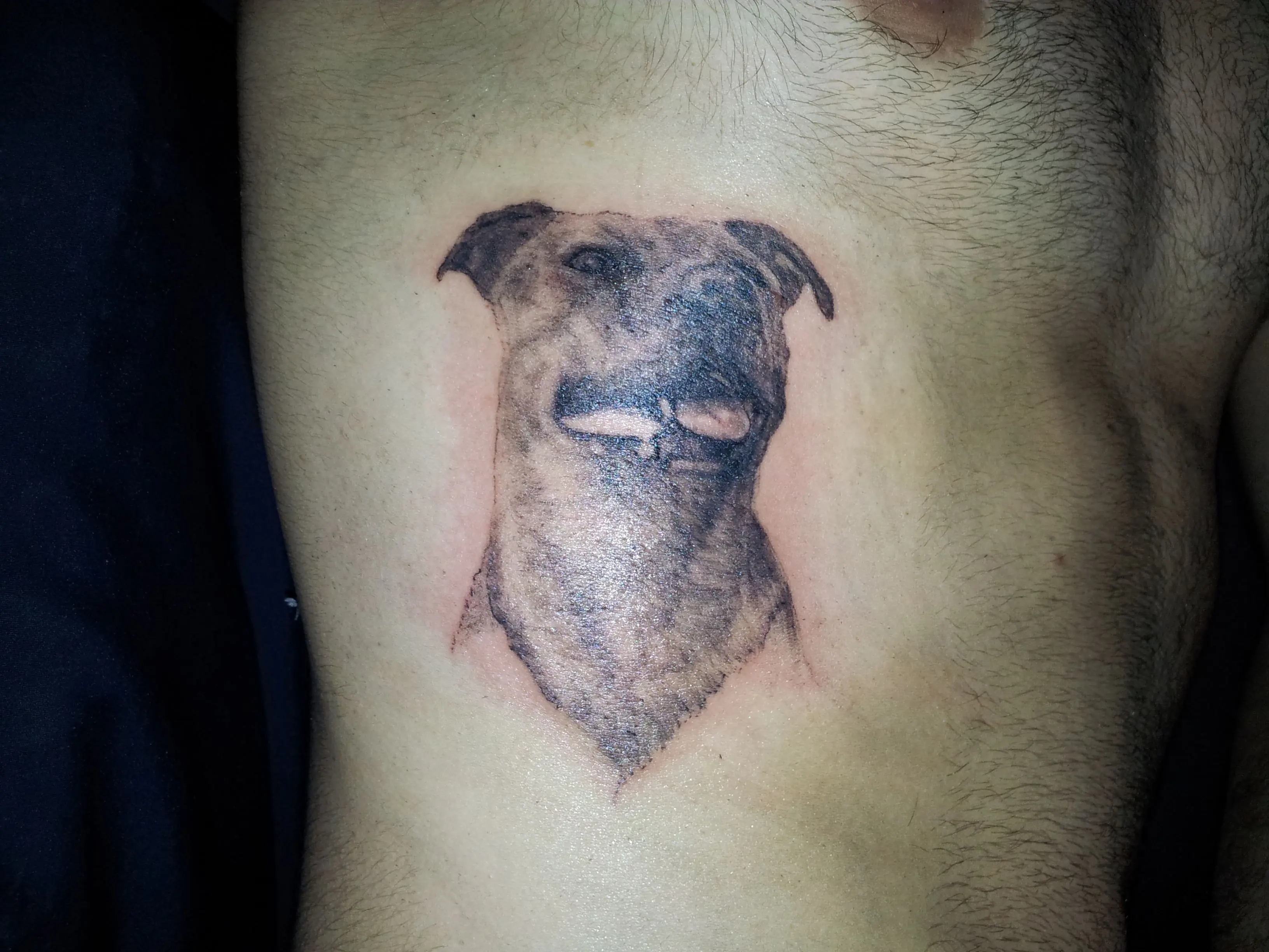 pitbull