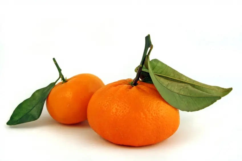 La mandarina previene obesidad e infarto