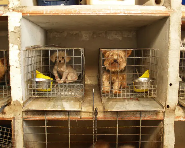 cachorros