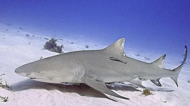 Tiburones, del mito al asombro: diez curiosidades