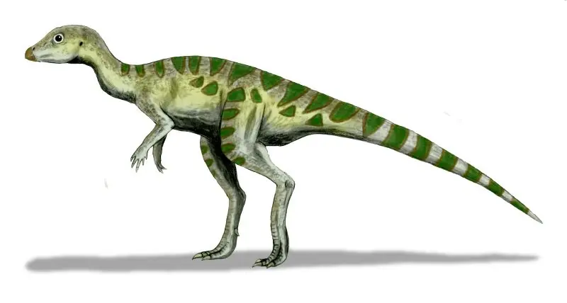 reptil