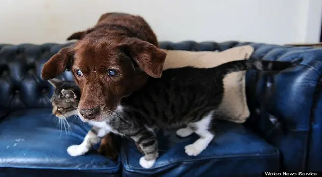 Un gato lazarillo... de un perro ciego
