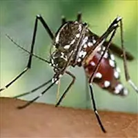 (info)mosquito tigre(info)