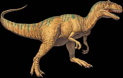 raptor