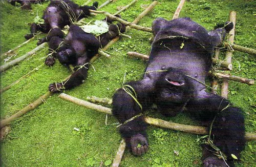 greenpeace