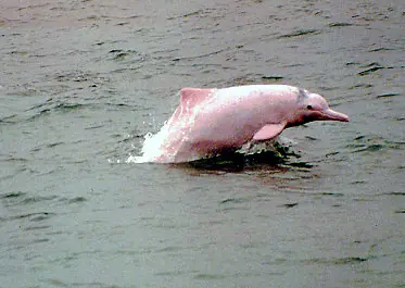 animales extintos por causa del 