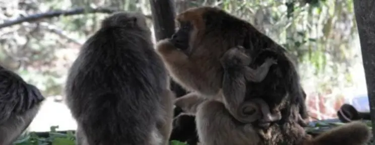 Monos al diván en Río Cuarto