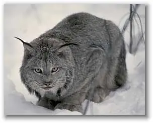 lince