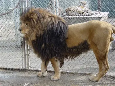 Animales Extintos por culpa del Hombre
