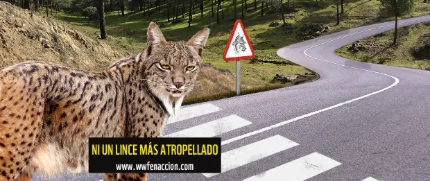 Ni un lince más atropellado
