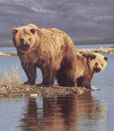 animales extintos por el hombre