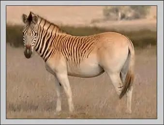animales extintos por la culpa d