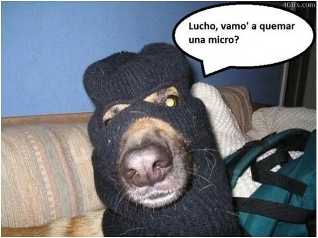 perro