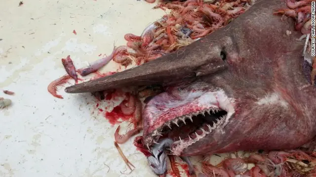 Capturan en el Golfo de México un extraño tiburón-duende