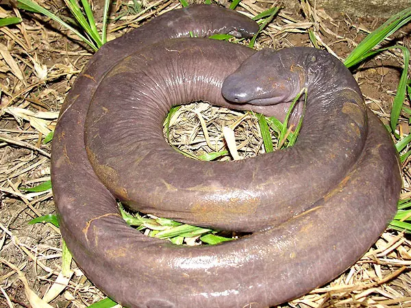 anfibio