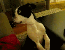 Gifs