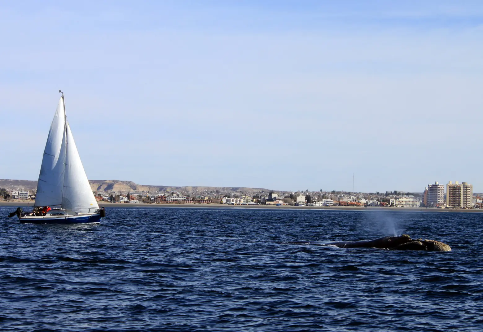 Puerto Madryn: convivir en el Golfo Nuevo sin prohibiciones