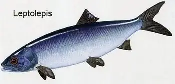 oceano