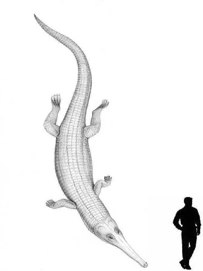 Animales marinos jurásicos parte 2