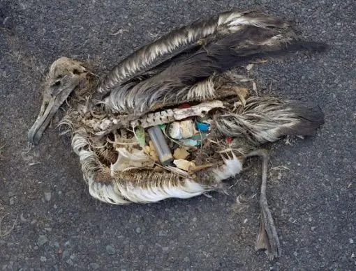 Las consecuencias de la basura en las playas
