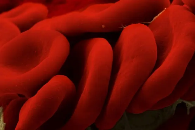 Sangre artificial, más cerca de la realidad