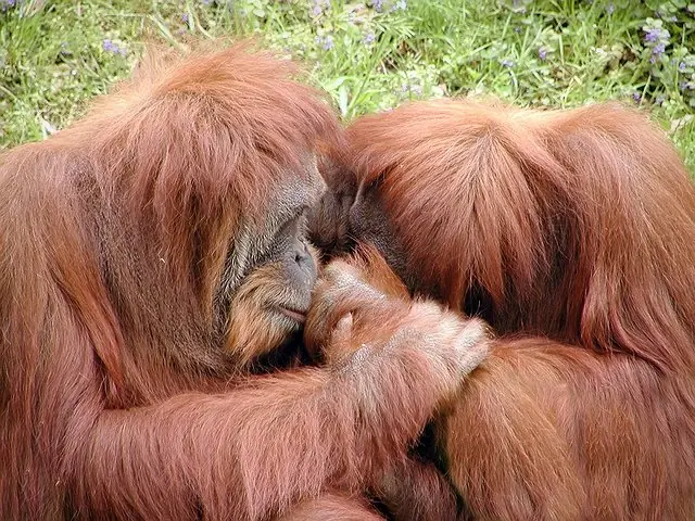 besos