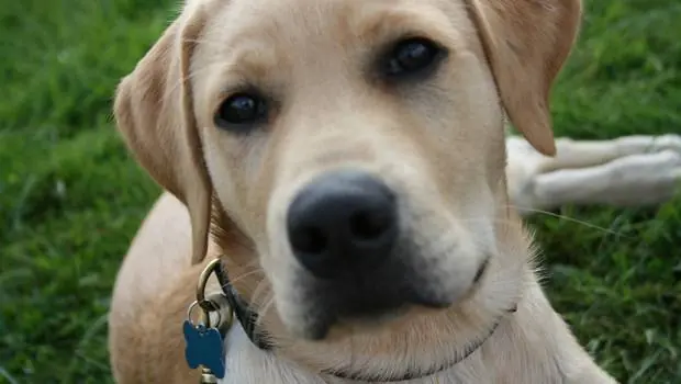 Descubren expresiones faciales de los perros