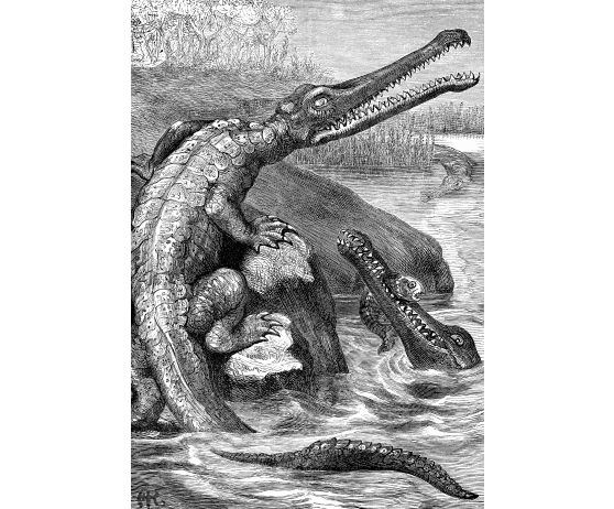 Animales marinos jurásicos parte 2