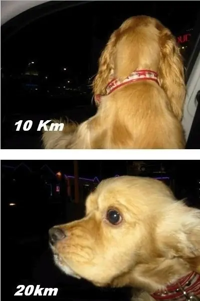 Perro a toda velocidad en fotos